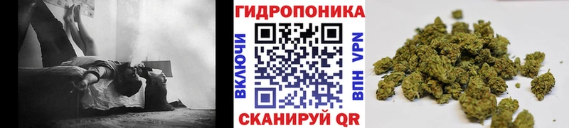 Бошки Шишки сатива Болохово